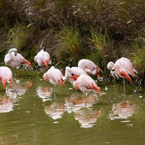 Flamingos in der Camargue