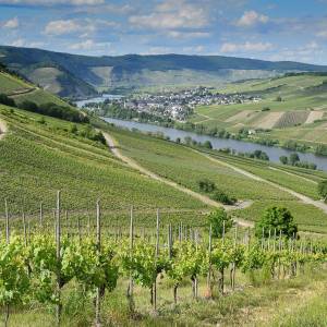 Weinberge bei R&uuml;desheim