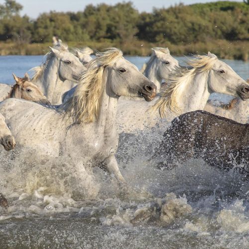 Erleben Sie die Camargue